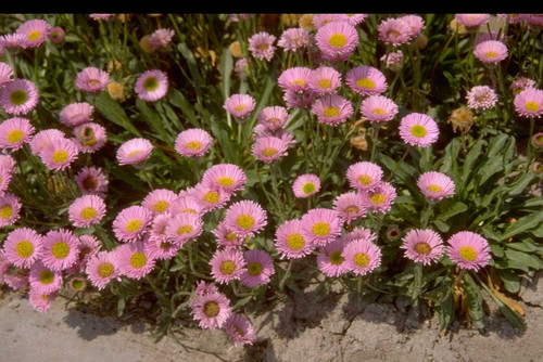 Erigeron four winds alpine - erigeron,