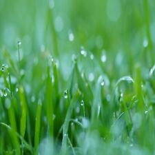 ENVIRO GRASS SEED WITH MICRO CLOVER LESS CUTTING DROUGHT TOLERANT 1-100KG