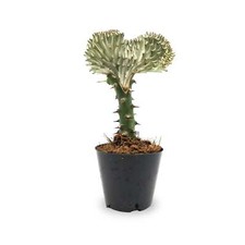 Euphorbia Lactea - Coral Cactus