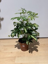 Schefflera nora dwarf - nora,