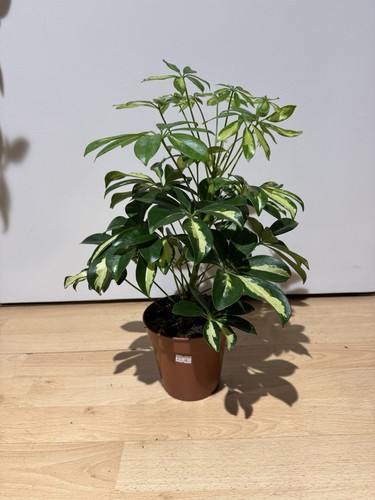 Schefflera nora dwarf - nora,