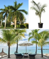 Roystonea Regia | Royal Palm