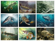 PIKE FISH POSTER - LOTS OF SIZES - FRAMED & LAMINATED OPTION a FISHING