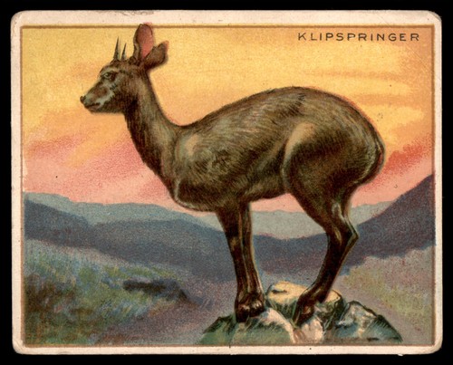 Klipspringer 1909 t29 animals - t29,