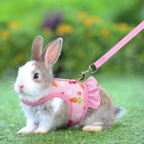 Cute rabbit harness leash - rabbit, set