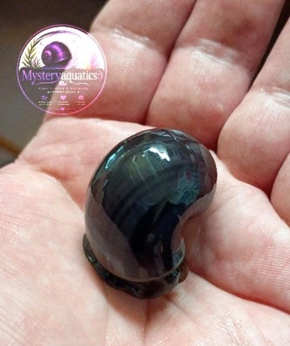 True purple mystery snails - 4,