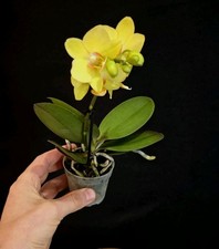 Mini Phalaenopsis Yellow. 1