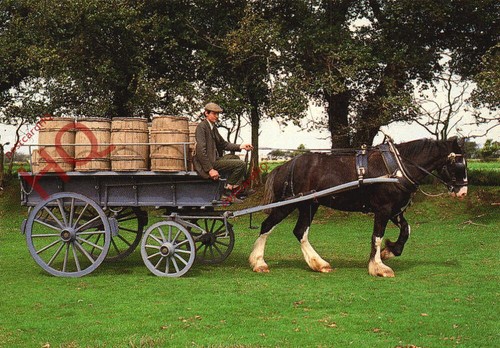 Postcard jersey shire horse - postcard;, jersey,