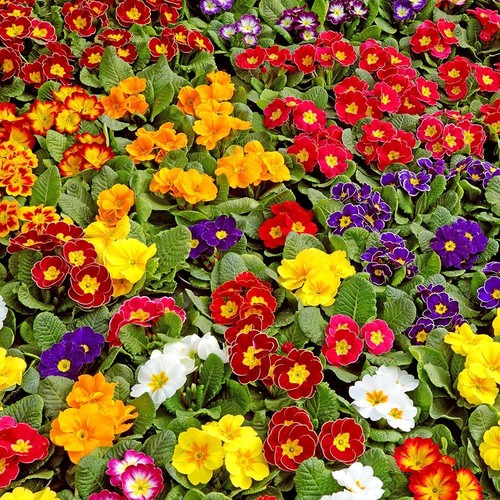 Polyanthus mixed seeds - polyanthus,