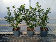 3x Ilex 'Blue Prince' Holly