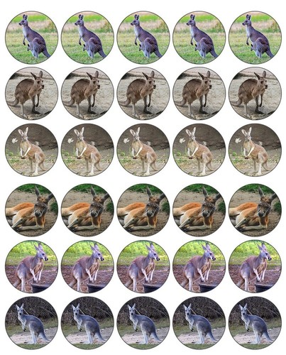 Kangaroo cupcake toppers - kangaroo,
