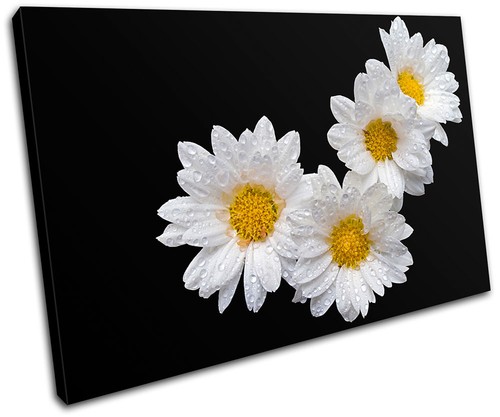 Daisies floral single canvas - daisies,