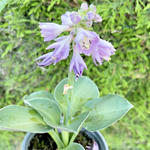 Hosta blue mouse - hosta, ears'
