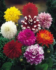 12 x Dahlia Decorative Mixed