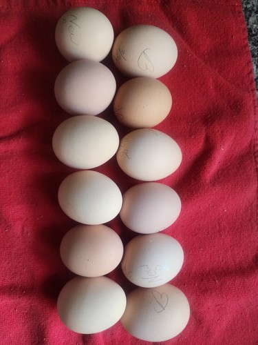 Pure brahma chicken - chicken, hatching