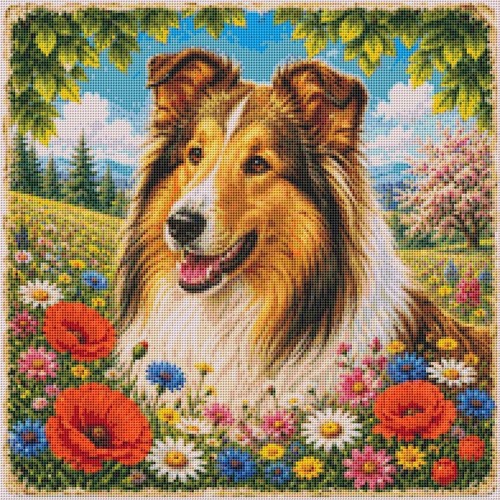 Rough collie puppy - collie, dog