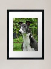 Greyhound Handsome Framed Art