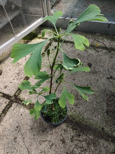 Ginkgo biloba maidenhair tree - ginkgo,