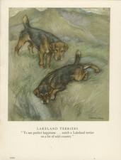 LAKELAND TERRIER DOGS LOVELY OLD 1947 DOG ART PRINT by ARTIST  VERNON STOKES