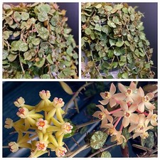 Hoya Curtisii. Lemony Scented