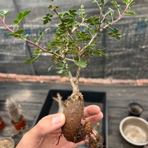 2cm succulent cactus plant - succulent,