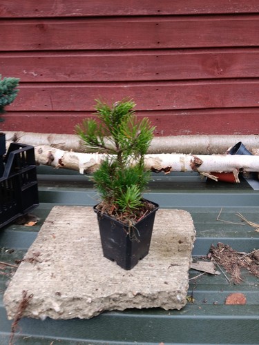 Pinus mugo dwarf mountain - ,
