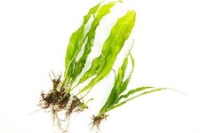 Java fern 100 loose - -, 1
