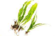 Java Fern - 1 - 100 Loose - Tropical Water Live Aquarium Plants