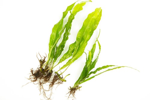 Java fern 100 loose - fern, 1