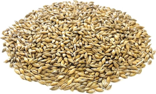 1kg plain canary - plain, mixed