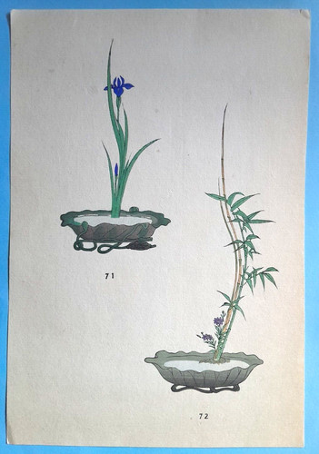Iris ikebana flower - iris,