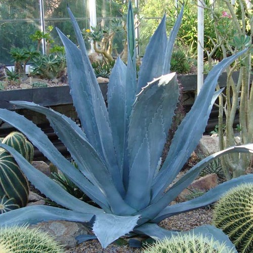 Agave americana ssp - americana,