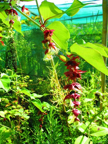 3ft inc pot hardy himalayan - inc.,