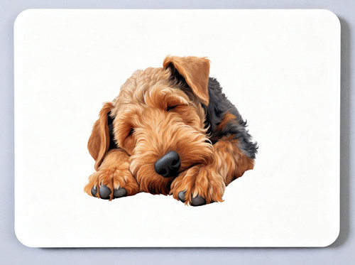 Afghan hound picture - afghan,