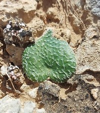 ERIOSPERMUM ARACHNOIDEUM -