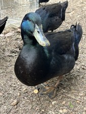 6+2 Cayuga Duck Eggs 