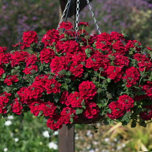 Verbena showboat crimson - verbena,