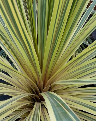 Cordyline australis lime - cordyline,