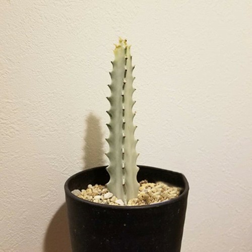 12cm succulent cactus plant - 12cm,