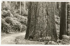 VINTAGE PHOTO POSTCARD GIANT
