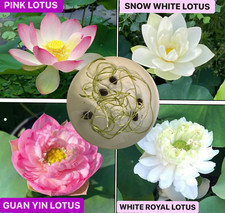 5 Lotus Seedings (Pink, Snow