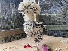 6 Frizzle Houdan Polish