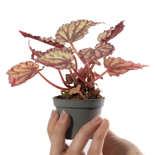 Baby begonia rex dew - baby, drop