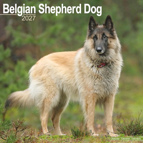 Belgian shepherd dog - belgian,