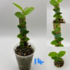 Rhaphidophora elliptifolia RARE  house plant