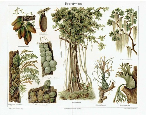 Epiphytes ferns ficus - ferns,