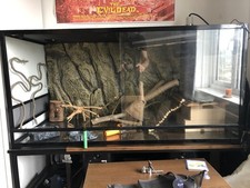 Terrarium  For Bearded Dragon
