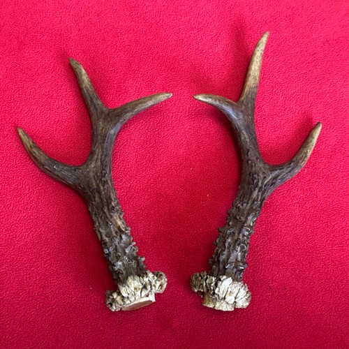 Pair roe deer antlers - antlers,