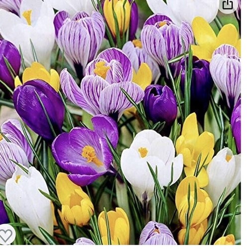 Crocus large spring - crocus,