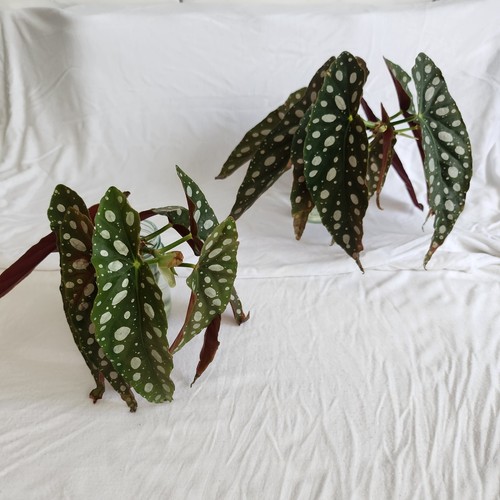 Begonia maculata rooted - begonia,